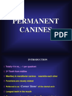 Maxillary & Mandibular Canines