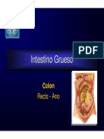 31 Intestinogrueso 111109123934 Phpapp02