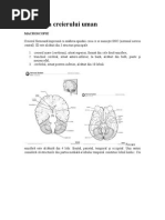 Anatomia Creierului