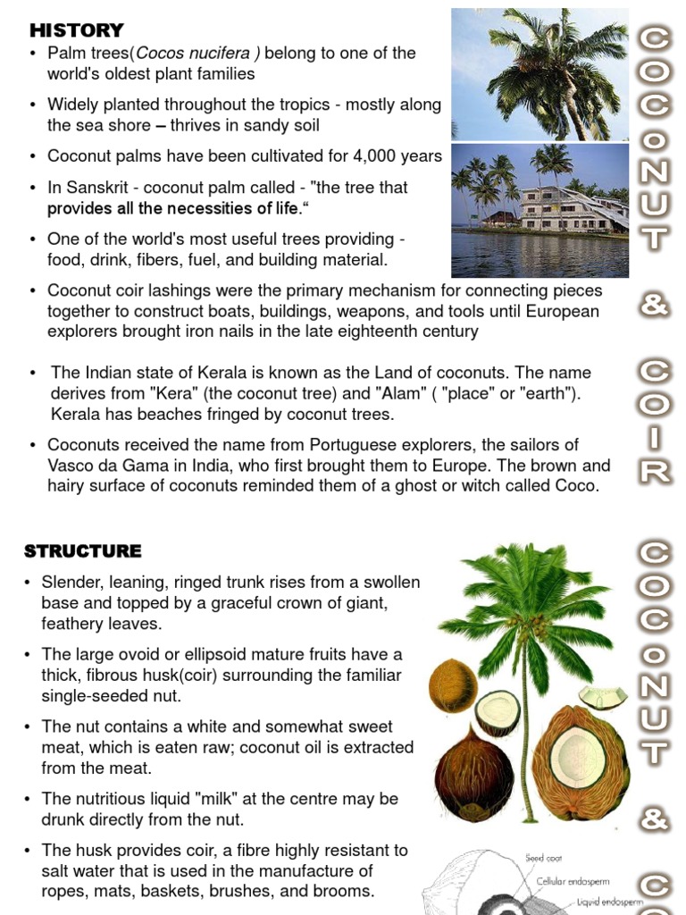 Uses and History of the Coconut Tree | PDF | Coconut | Crops