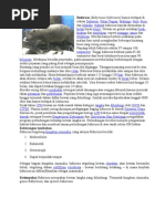 Download Babirusa by masobihul SN2343846 doc pdf