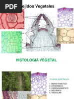 Definición y Estructura del Cormo | PDF | Tallo de la planta | Flores