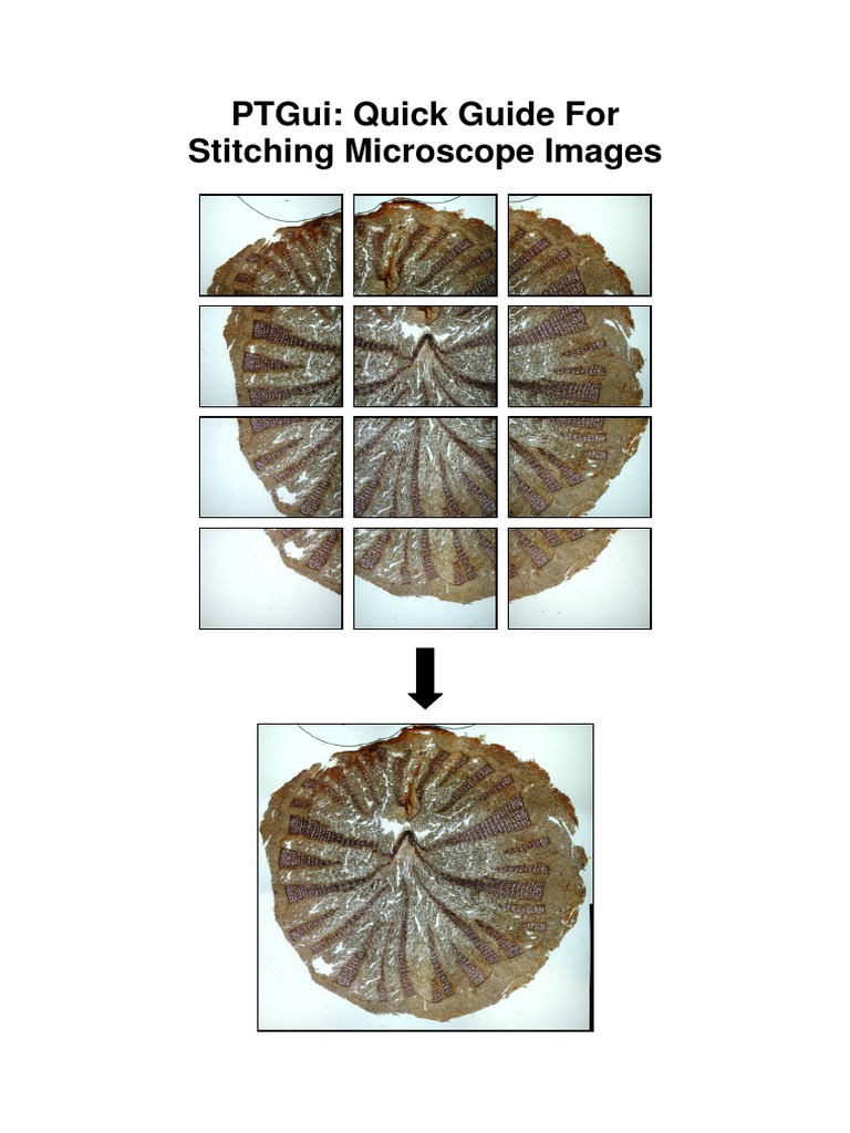 A Concise Guide for Stitching Microscope Images Using PTGui PDF