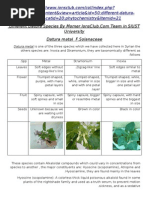 Different Datura Species By Momer IonsClub.Com Team in SIUST University