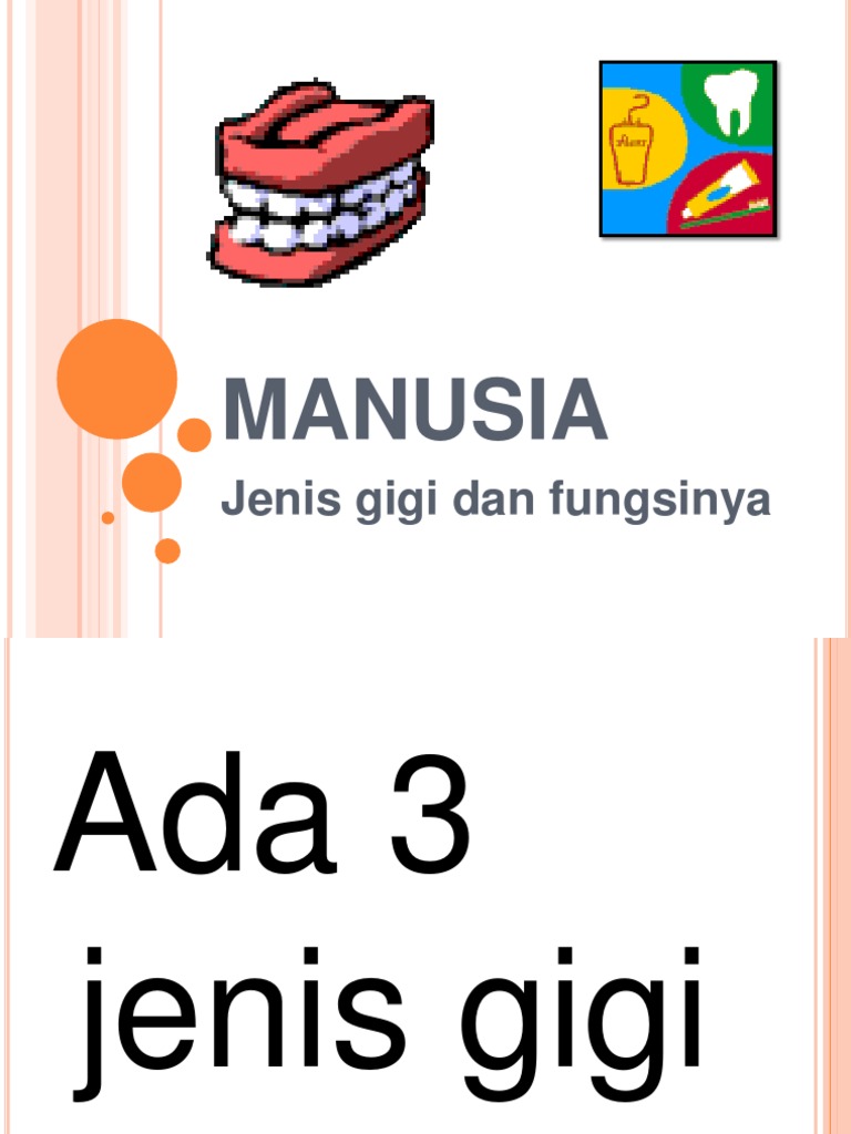 Mengenal Fungsi Jenis Dan Bagian Gigi Manusia Honestdocs