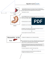 digestive cycle-fats2