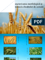 Caracterizarea morfologică și anatomică a boabelor de cereale.pptx