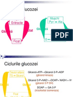 91Ciclurile Glucozei Alte Glucide