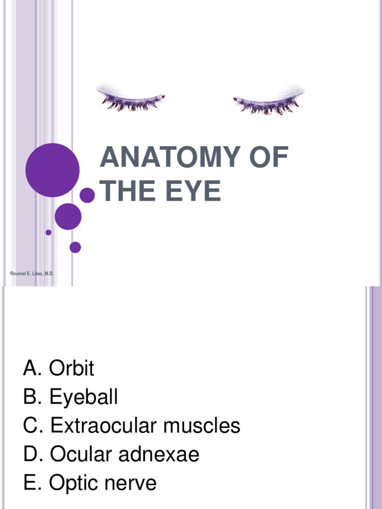 Anatomy of the Human Eye | PDF | Retina | Human Eye
