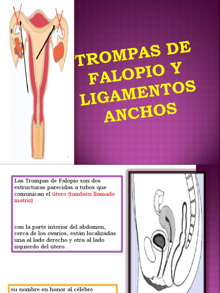 La anatomía y función de las trompas de Falopio: Una descripción ...