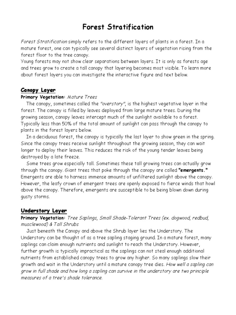 Forest Stratification Canopy Layer PDF Canopy (Biology) Trees