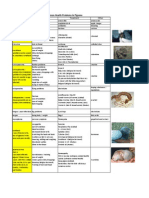 Pigeon Disease - The Eight Most Common Health Problems in Pigeons