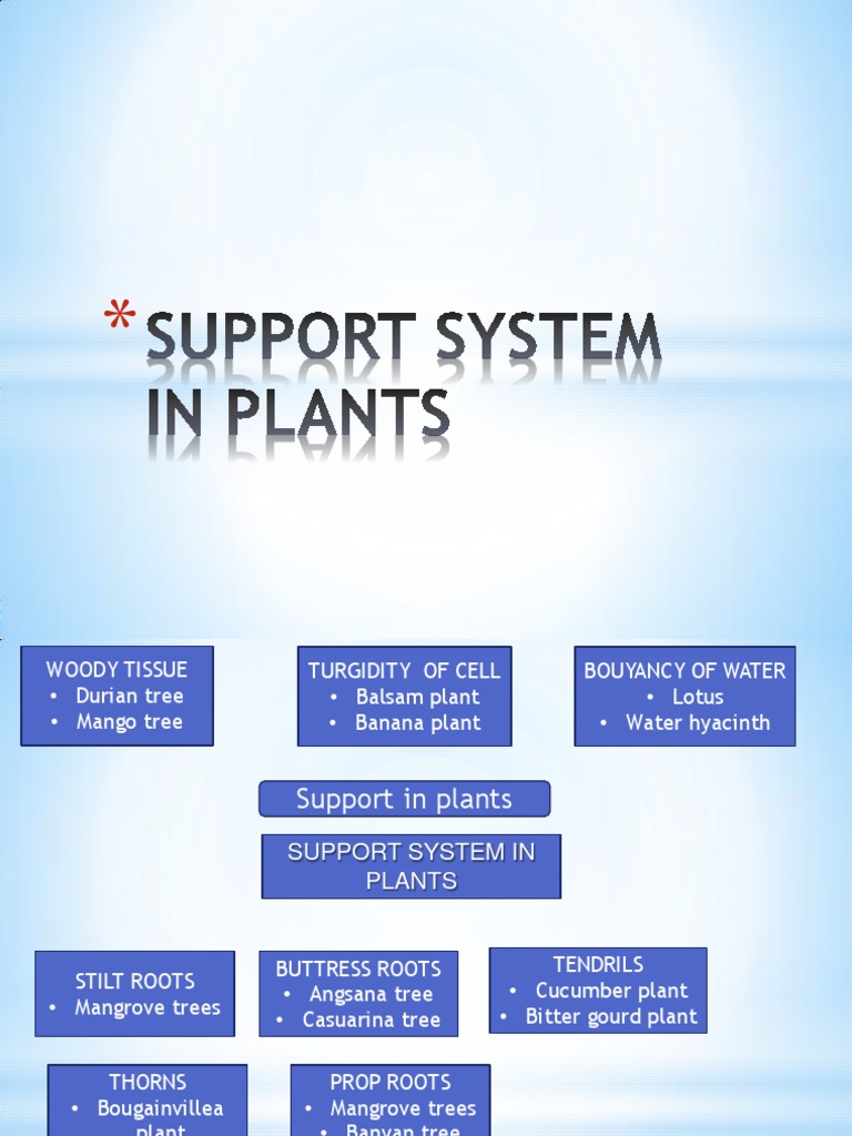 Plant Support Structures Explained | PDF