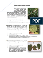 Enfermedades en Plantas