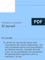 Visita A La Faciltat - El Cervell