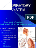 Respiratory System Respiratory System