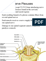 Brachial Plexus