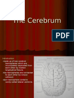 The Cerebrum
