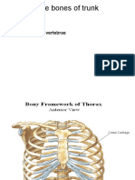 The Bones of Trunk: - Sternum, Ribs, Vertebrae