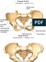 Iliac Crest Sacro-Iliac Joint