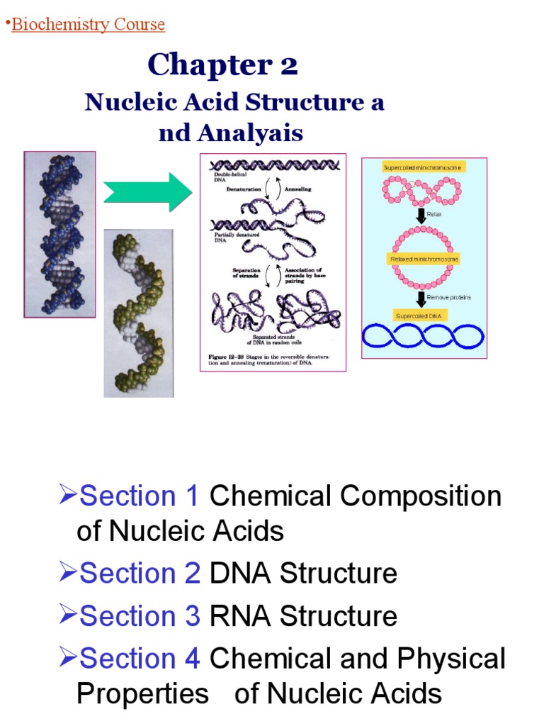Chapter 2 Nucleic Acid | PDF | Nucleotides | Directionality (Molecular ...