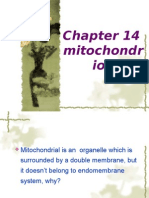 Mitochondrion 03
