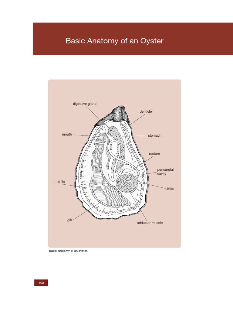 Basic Anatomy of an Oyster Fixation (Histology) Histopathology