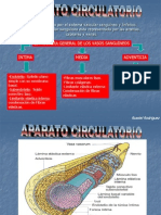 Circulatorio