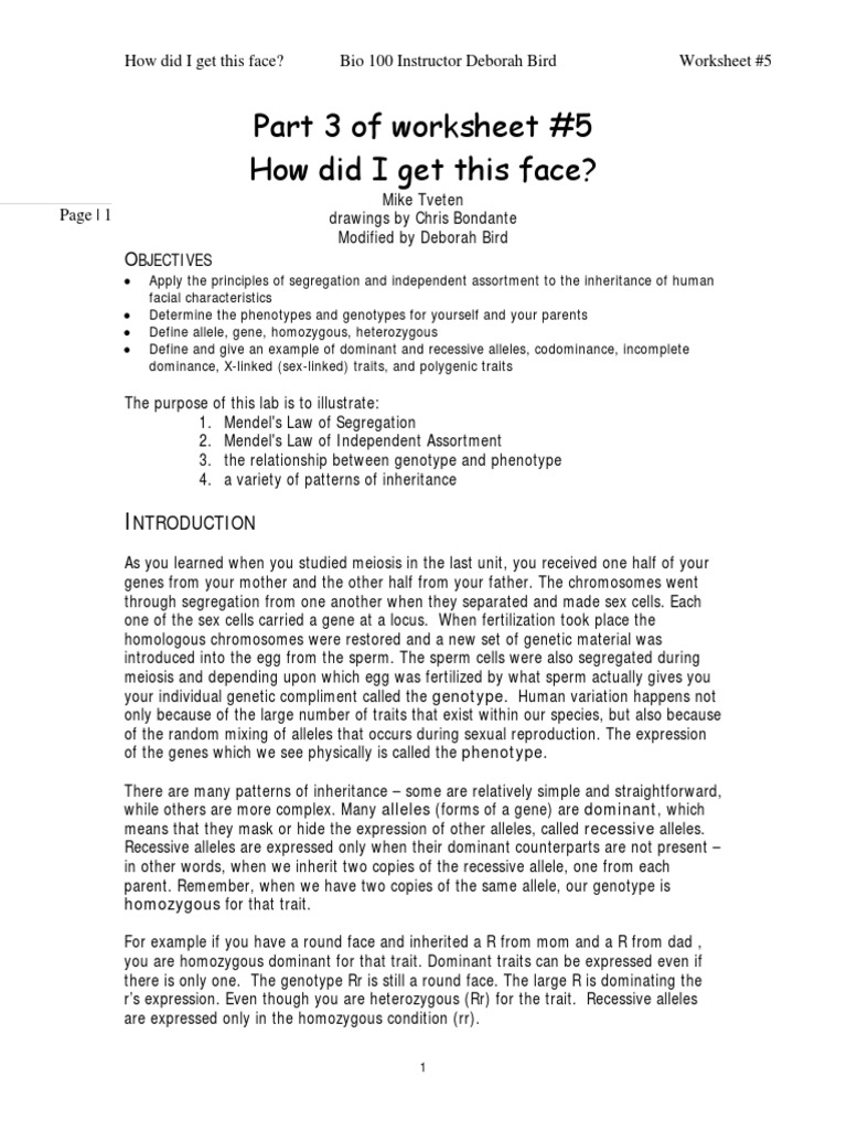 worksheet Genotype And Phenotype Worksheet how did i get this face zygosity dominance genetics