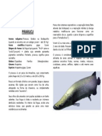 Texto Informativo PDF