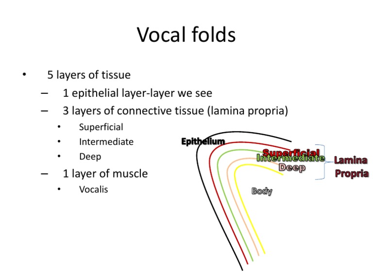 Vocal Fold Layers Diagram PDF