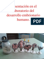 Presentacin en El Lab Del Desarrollo Embrionario Humano