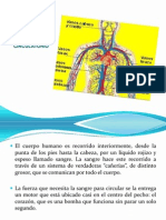 Tutoria Sistema Circulatorio