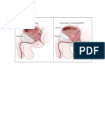 anatomy of testis