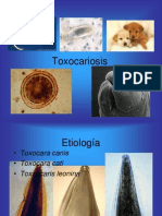 Presentación de Toxocara