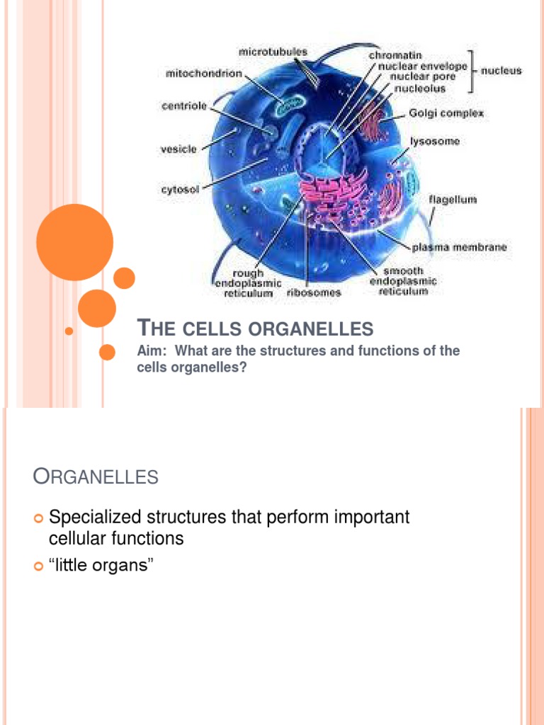 Cell Organelles: Structures & Functions | PDF | Endoplasmic Reticulum ...
