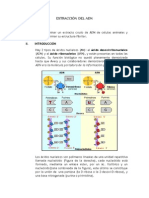 Extraccion Del ADN