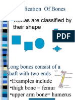 Classification of Bones