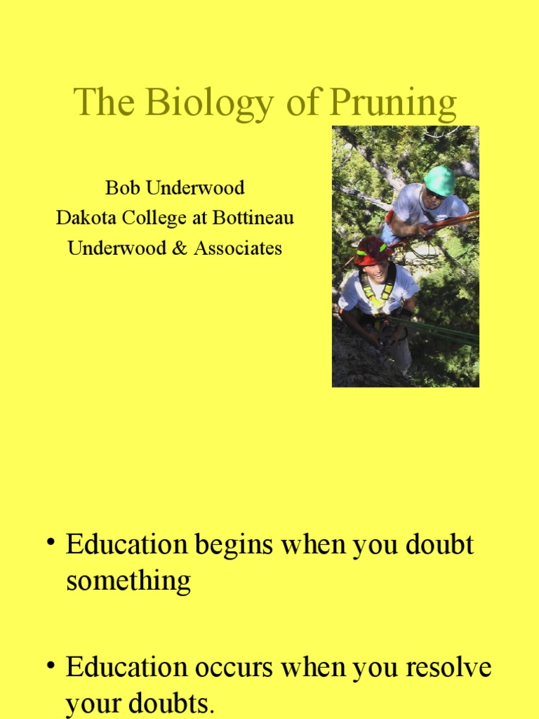 Understanding Tree Pruning Biology | PDF | Pruning | Trees