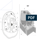 Dibujos Mudos Célula Animal - Célula Vegetal