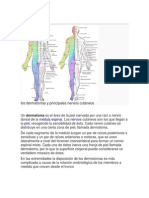 Dermatoma, Miotoma, Metarona- Conexionmes Cutaneas Con Medula Espinal y Organosinculado Con Meridianos