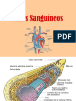 vasos sanguíneos