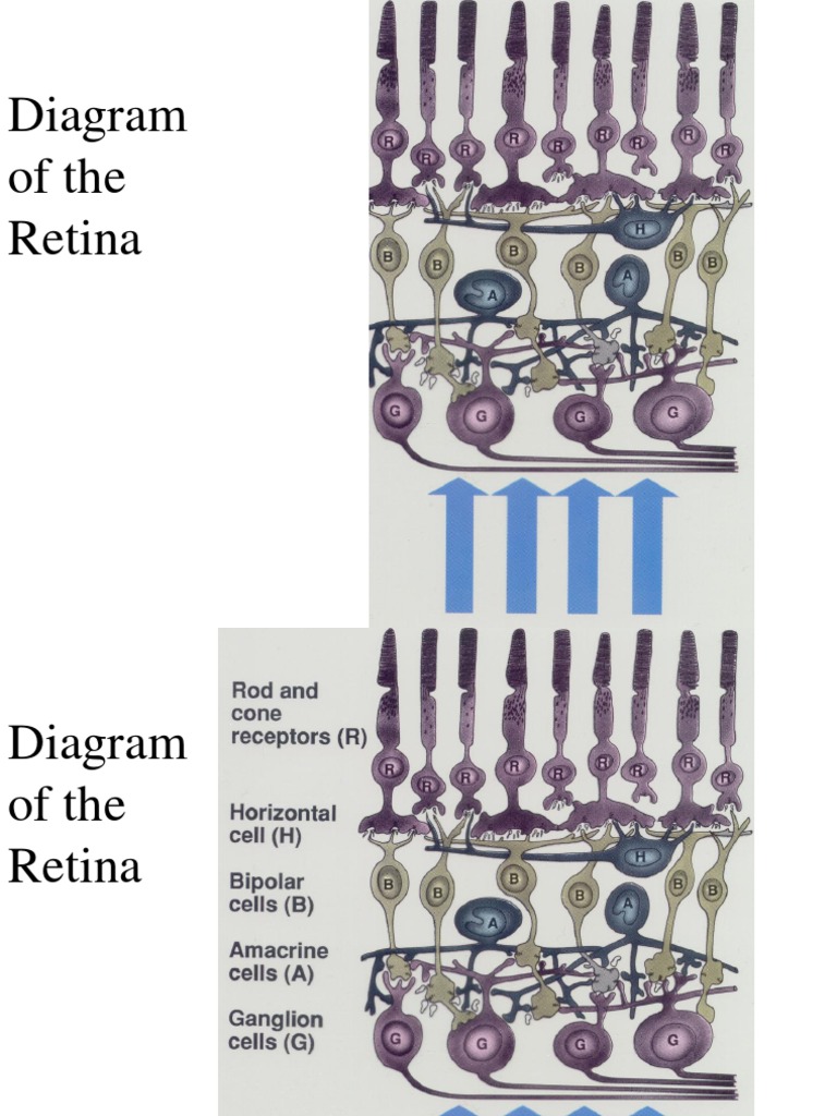 Retina Diagram & Cross Section | PDF