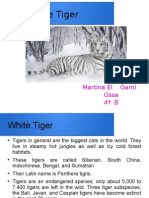 The White Tiger: Martina El Gaml Ossa 4 B