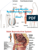 Male and Female Reproductive Systems Explained