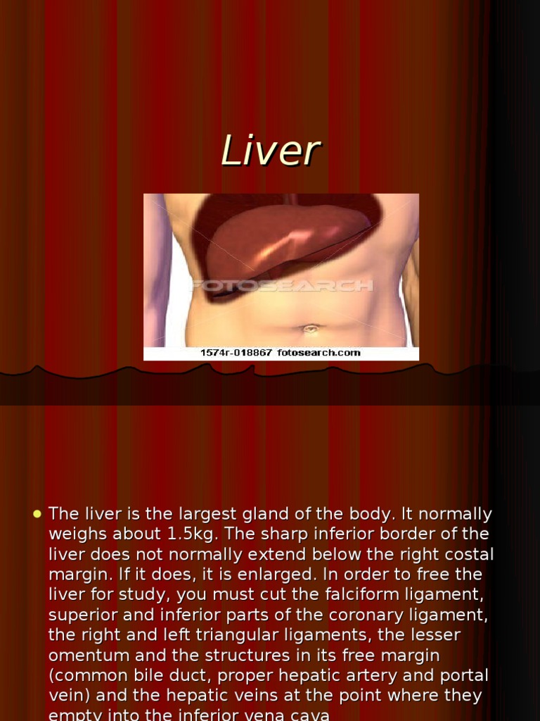 Liver Is The Largest Gland Of The Body It Normally Liver Organ