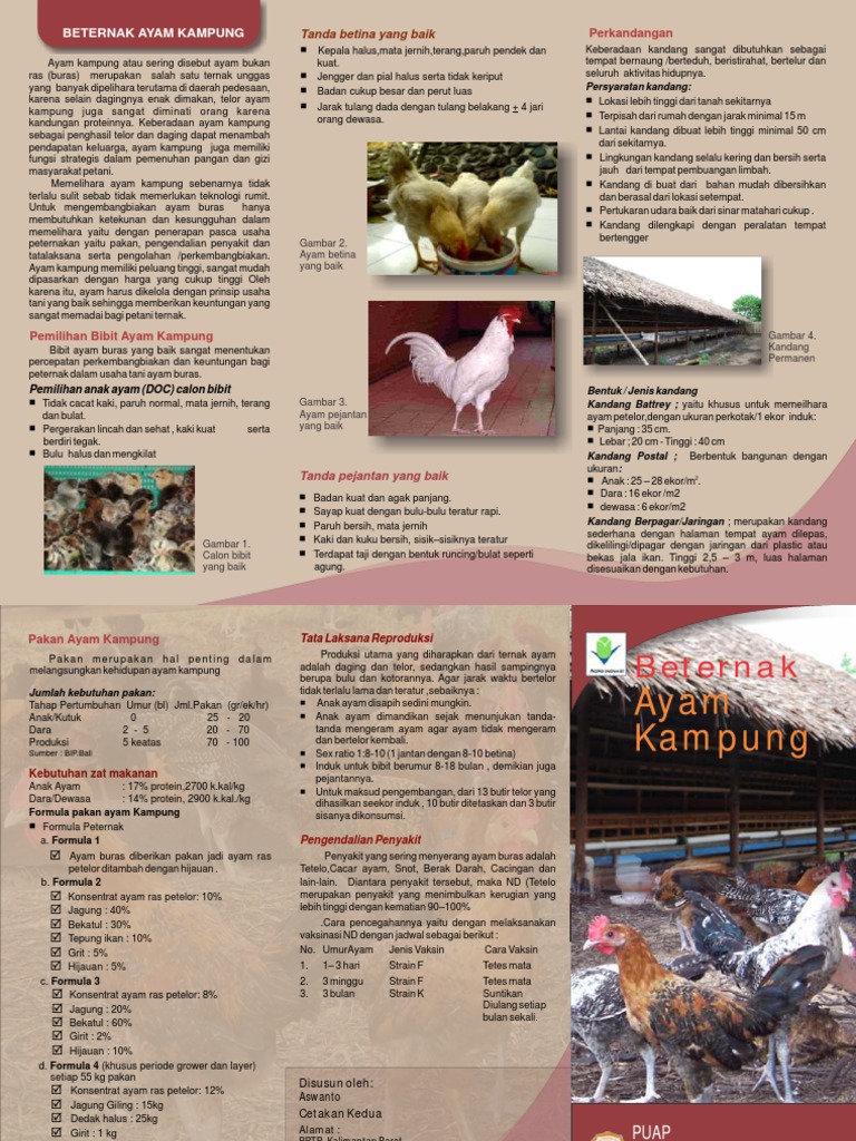 Ayam broiler - Wikipedia bahasa Indonesia, ensiklopedia bebas, image size:768x1024