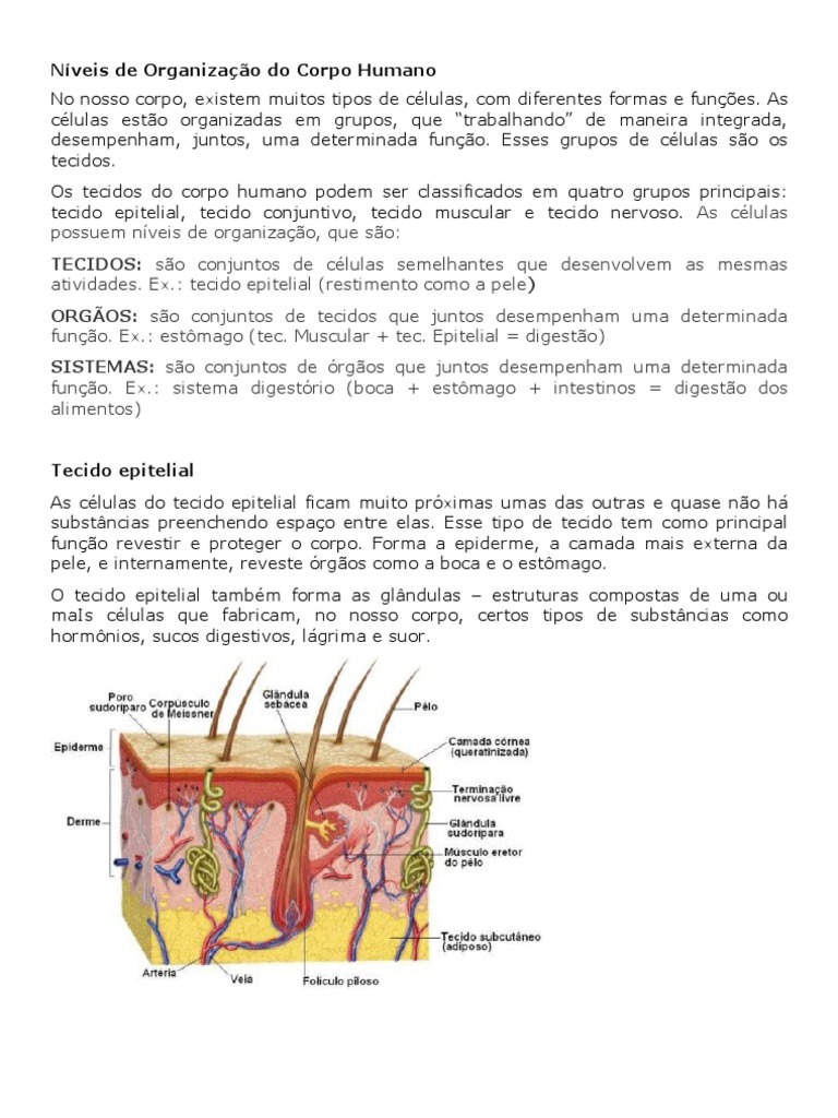 Níveis de Organização do Corpo Humano | PDF | Epitélio | Sistema digestivo  humano, image size:768x1024