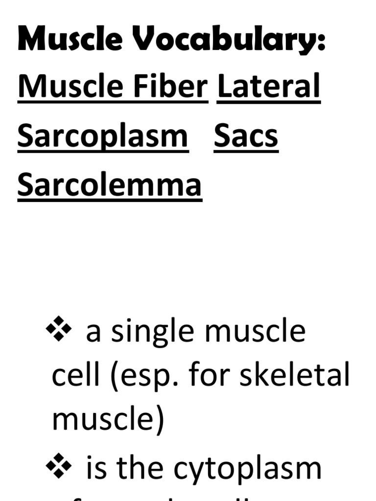 Muscle Tissue Structure and Function | PDF