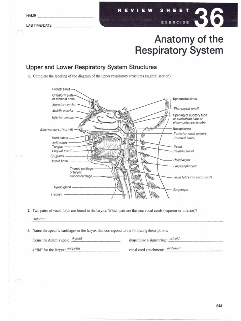 Exercise 36 Respiratory Tract Lung